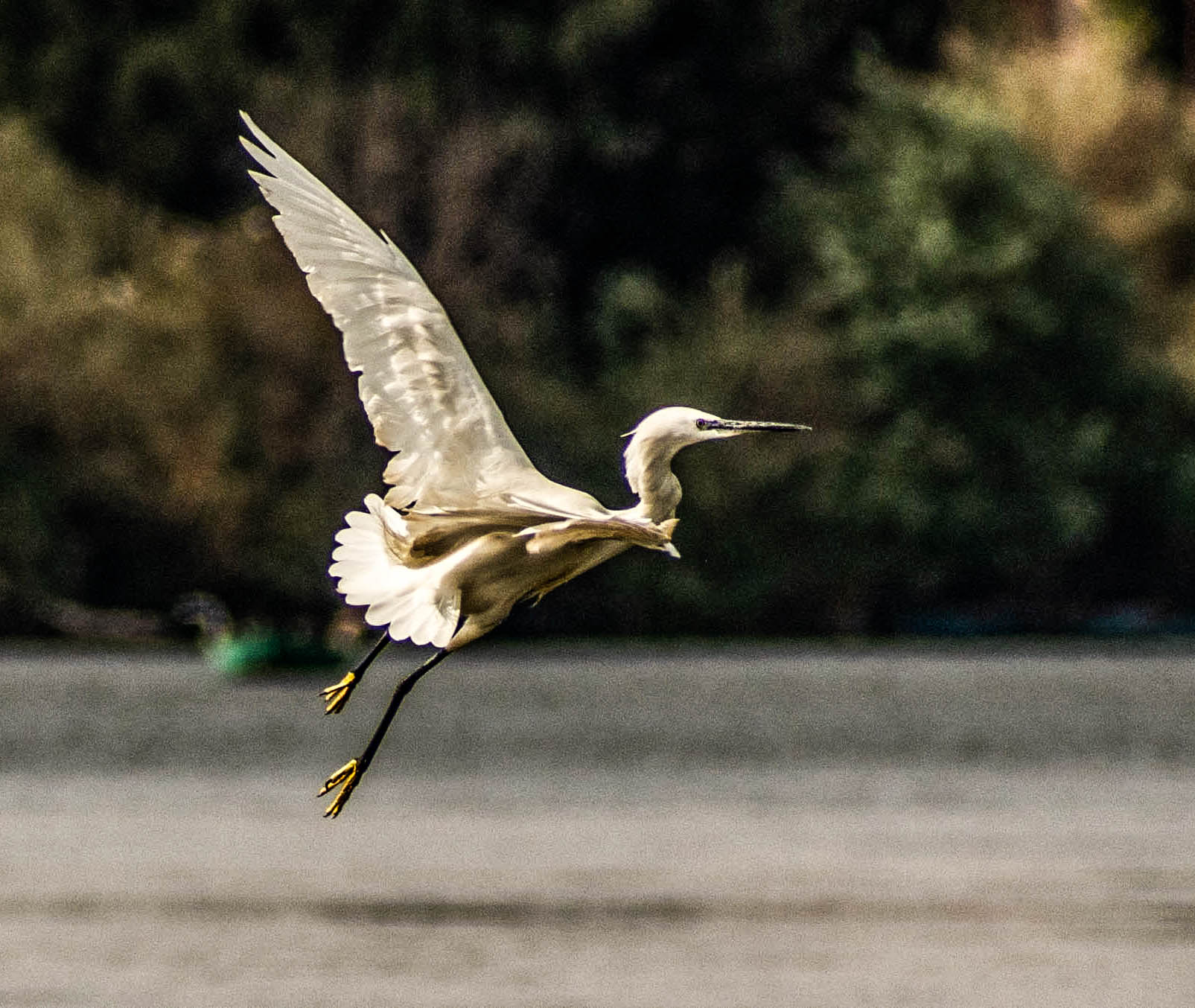 BIRDS